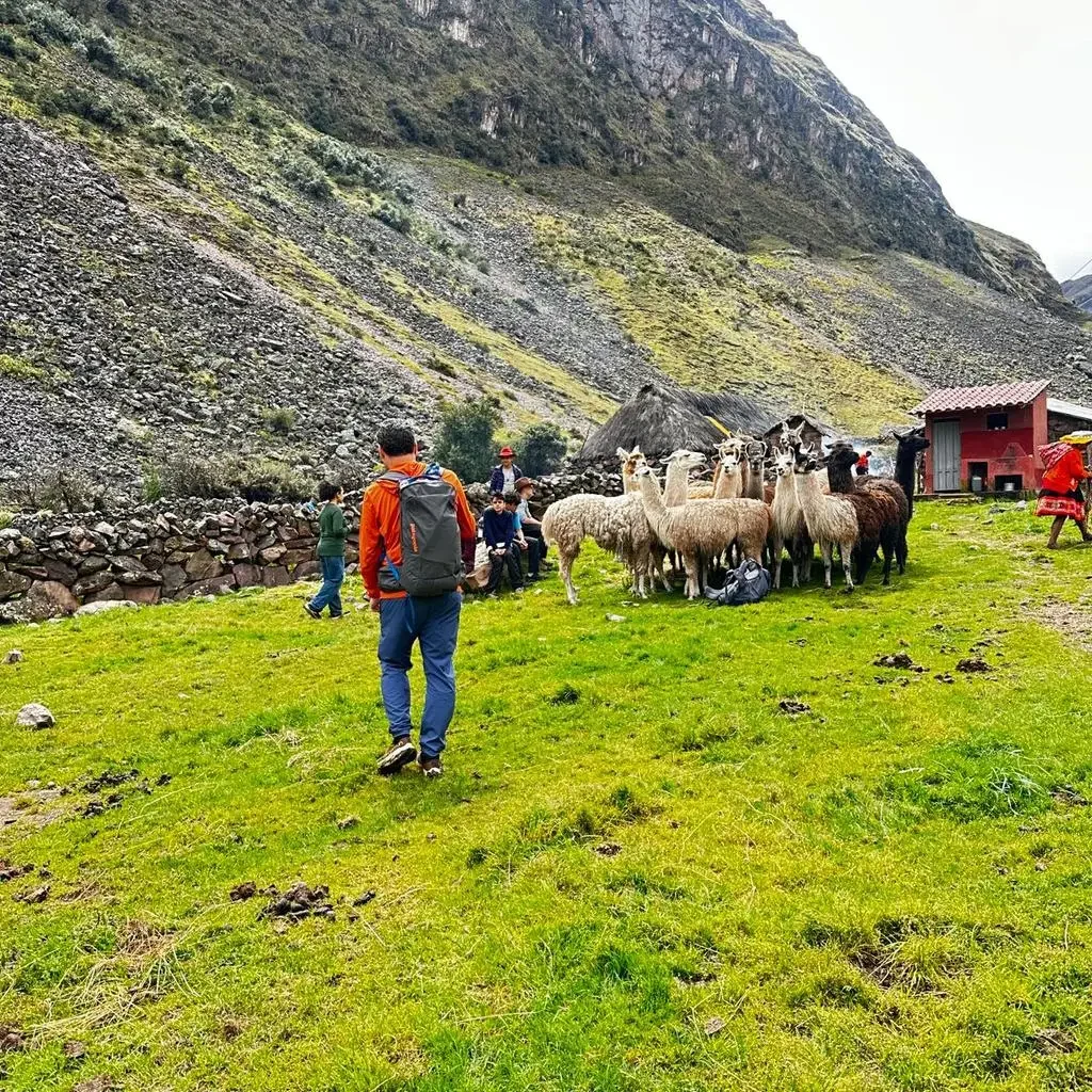 Families and llama herding traditions in the Cusco region